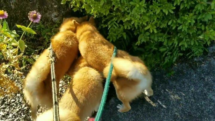 柴犬たま Shibainu Tamaのインスタグラム