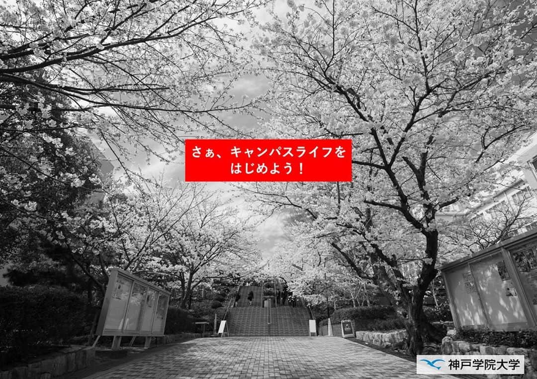 神戸学院大学さんのインスタグラム写真 - (神戸学院大学Instagram)「「秋なのにサクラ？」「季節感ずれとおなあ」。ポートライナー三宮駅とJR明石駅構内に掲示された桜満開の広告ポスターをご覧になって、そう感じた方もおられるかもしれません。これは春に新入生を迎えるはずだった有瀬キャンパスの風景です。新型コロナウイルス感染防止でキャンパスから遠ざかっていた１年次生が今週、「新入生歓迎週間」でようやく登学したタイミングで、見せたかった風景を使ってみました。「もの想う秋」なのでモノトーンでシックに。「さぁ、キャンパスライフをはじめよう！」のメッセージとともに。  #神戸学院大学#神戸学院#神戸#兵庫県#神戸市#三ノ宮#明石#大学生活#キャンパスライフ#ポートアイランドキャンパス#ポートアイランド#有瀬キャンパス#有瀬#神戸市中央区#始まり #kobegakuinuniversity  #kobegakuin#hyogo#Kobe#advertisement#portisland#advertising#campus#kobecity」9月16日 18時56分 - kobegakuin_university_koho
