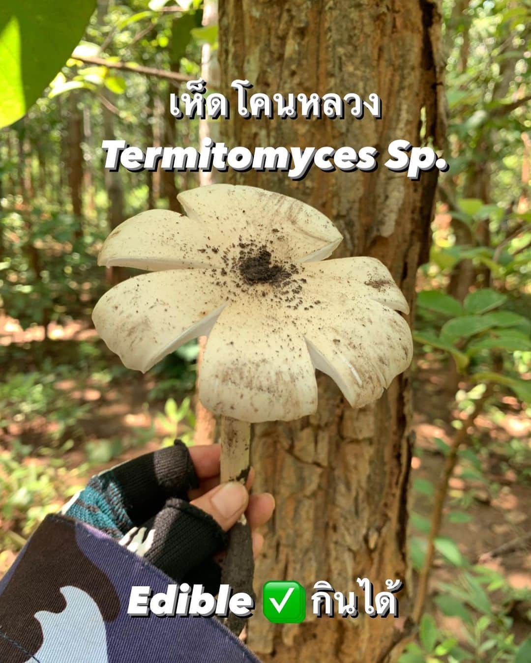 Amata Chittaseneeさんのインスタグラム写真 - (Amata ChittaseneeInstagram)「#ChiangDaoClassroom : A Magic World of Fungi   วันที่สองของค่ายเรียนรู้ธรรมชาติช่วงหน้าฝน  💦หน้าฝนถือเป็นหน้าที่สำคัญมากๆสำหรับพวกเราไม่ว่าเราจะอยู่ไหนก็ตาม ฝนคือน้ำ และน้ำคือชีวิต เราให้เห็ดเป็นตัวแทนของ Circle of Life ผู้ย่อยสลาย และการอยู่ร่วมกันแบบพึ่งพาอาศัยกันและกัน  🍄พวกเราเดินเข้าป่าเก็บเห็ด เรียนรู้หน้าที่ของสรรพสิ่งในระบบนิเวศ Biodiversity และความงามที่มองไม่เห็นทั่วไป ในระบบป่า 3 แบบ ป่าเต็งรัง ป่าเบญจพรรณ และป่าดิบแล้ง พี่มลแนะนำให้รู้จักชุมชมที่ดูแลป่า สอนให้เข้าใจความสัมพันธ์ของเห็ดต่อป่า และดูว่าเห็ดไหน ทานได้ เห็ดไหนที่ทานไม่ได้   🍕นำเห็ดป่าที่พวกเราเก็บมาทำpizzaกันที่ค่าย จากแป้งที่พวกเรานวดกันเองด้วย 🤤 @monjirawan @oaknornlen  #แก้งค์ถิ่นนิยม  #Maladaradas  #pearypiesmileycamp #chiangdao #Thailand #Chiangmai #learningcamp」9月16日 18時59分 - pearypie