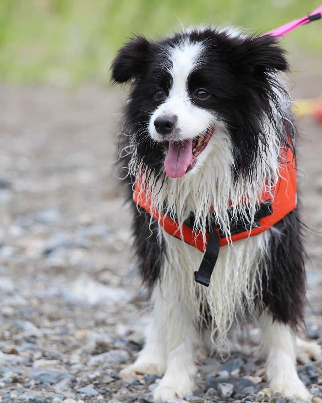 犬バカ部宣伝部長のインスタグラム