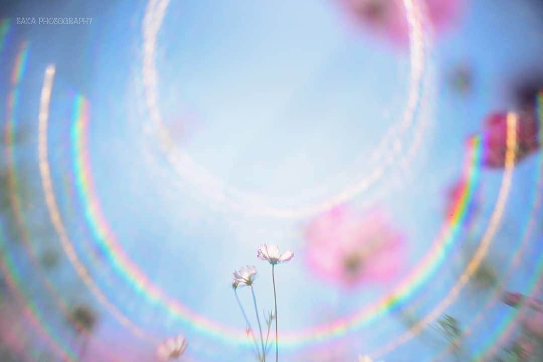 花の写真館のインスタグラム：「Photo by @taka_bokeh.⠀ https://instagram.com/taka_bokeh/⠀ .⠀ Original Post[投稿いただいたURL]⠀ https://www.instagram.com/p/B3yEKujA0Rp/⠀ .⠀ 本アカウントは、 #私の花の写真 をつけてInstagramに投稿された皆さまの花の写真や、「花の写真館」Facebookページで投稿された花の写真を紹介します。⠀ 「花の写真館」Facebookページは、「 @floral.photograph 」のプロフィールにあるURLからご覧ください。⠀ .⠀ ※各自、政府、自治体など公的機関の指示に従った行動をお願いします。⠀⠀ 東京カメラ部および分室では、写真を「見る楽しみ」を提供することを通して、微力ながら皆様にわずかな時間でも癒しをお届けしたいと思っております。⠀ ※本アカウントは東京カメラ部がFacebook、Instagramのサービスを利用して運営しているもので、Facebook社・Instagramとは一切関係ありません。⠀ .⠀ #花の写真館 #floralphotograph #floralphoto #flower #flowers⠀ Follow: @floral.photograph」