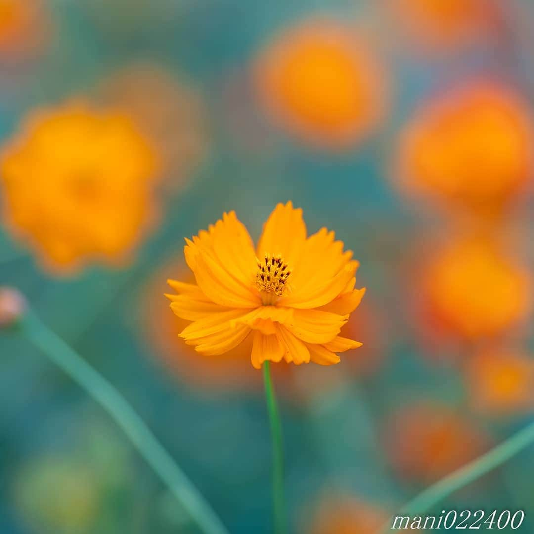 mani022400のインスタグラム：「. 16 Sep. 2020 . . こんばんはー🌸🌺🌹✨ 後ろのボケが主役と重なり ぼわーっとしてます😆  . . location:Tokyo camera:a7r3 lens:Sony135GM . . .  🌺🌺🌺🌷🌷🌷🌹🌹🌹🌸🌸🌸 ご訪問ありがとうございます🙇 . お花以外の写真は サブアカウントにポストしています。 良かったら、覗いてください🙇🙇 ⬇️⬇️⬇️ @mani0224000   . 🌺🌺🌺🌷🌷🌷🌹🌹🌹🌸🌸🌸 . . . . . 🔷🔷🔷🔷🔷🔷🔷🔷🔷 thanks_dear_yui  discoverwithalpha ﻿ japan_ilc﻿  a7rm3 ﻿ sel135f18gm  sel55f18z  #カメラ好きな人と繋がりたい  #flower  #花 #flowers   #写真好きな人と繋がりたい love_bestjapan  serahana #ファインダー越しの私の世界    #花のある暮らし  #bns_lite #eclecticshow #explore_floral . #9vaga9  9Vaga_Rose9  9vaga_3flowers9  #floristsandflowers #ip_for_blossoms_vip  #fabulous_shots ig_flowers #ponyfony_flowers #meiko_flora_member meiko_roses  #myheartinshots #la_flowers #rainbow_petals #top_favourite_flowers  #quintaflower #inspiring_shot #phx_flowers dreaming_in_macro #j_flower_shots flower_special_legend　nature_special_legend  #ind_flowers #tv_flowers　　 #best_mmf_vipday  #best_beauty_flora_  9vaga_flowersart9 #ptk_flowers #fleur_noblesse_m  .」