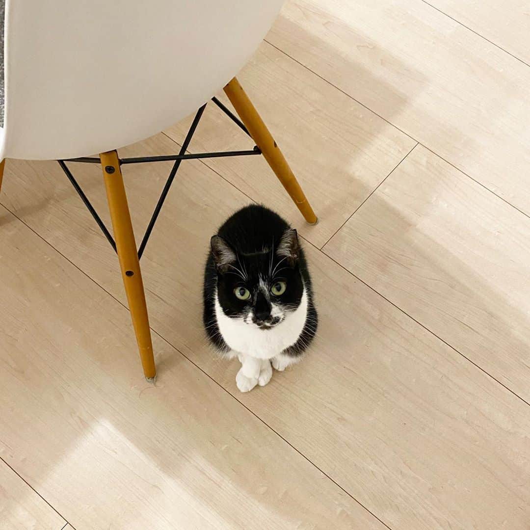 くまお父のインスタグラム：「メシ待ちこぐま。 #メシの時だけ寄ってくる #父水曜日は早帰りデー  #ilovecats」