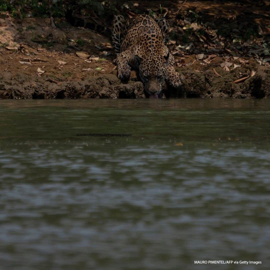 ABC Newsさんのインスタグラム写真 - (ABC NewsInstagram)「An injured adult male jaguar drinks water along the bank of a river at the Encontros das Aguas Park, in the Porto Jofre region of the Pantanal, Brazil. The Pantanal, a region famous for its wildlife, is suffering its worst fires in more than 47 years, destroying vast areas of vegetation and causing death of animals caught in the fire or smoke. #jaguar #brazil #wildfires #wildlife」9月16日 20時35分 - abcnews