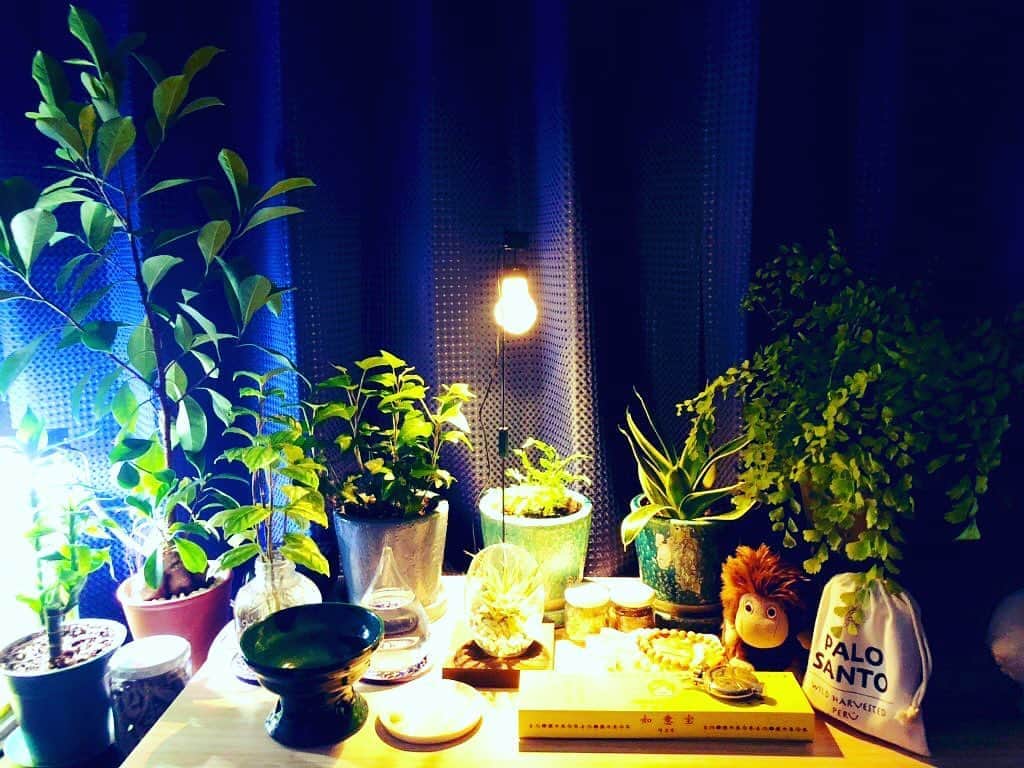 白珠イチゴのインスタグラム：「家の中のパワースポット。  #観葉植物 #観葉植物インテリア  #観葉植物のある暮らし  #天然石  #浄化 #スマッジング #ムーミン」