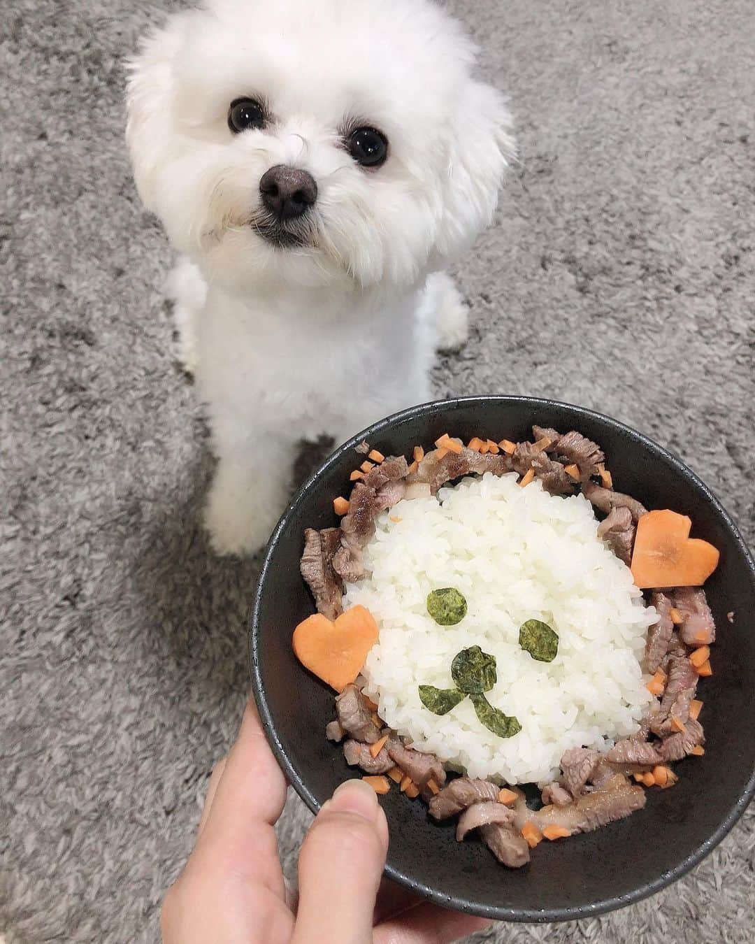 のインスタグラム：「うちのムスコが2歳になりました🎂🥳 真丸顔のサンに似せてお肉ご飯ケーキ作ってみたよ🤍🧁 ・ スクスクと元気満々に成長してくれて母はとっても幸せです😙サンは幸せ感じてくれてるのかなぁ？ これからも沢山遊んでドッグラン行ってはしゃごうね😚😚 ・ #誕生日#2歳🐶#❤️#おめでとう#僕#カメラ嫌いです #マルプー#うちのサン#🐶#犬#いぬすたぐらむ#犬のいる暮らし #dog#dogstagram #doglife #マルプー連合 #親バカ#犬のいる生活 #🐩 #ワンスタグラム#息子#むすこよ#愛おしきわんこ#마루뿌#maluppu#개」