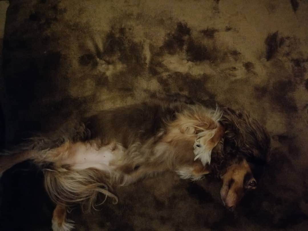 ななこさんのインスタグラム写真 - (ななこInstagram)「暗がりに潜む茶色い影👻 ※ ※ #犬 #愛犬 #ダックス #カニンヘン　 #dog #dachshund #dogstagram  #doxie #instadog #instadachshund  #petstagram #dachshundsofinstagram」9月16日 21時15分 - nanaco_dachs