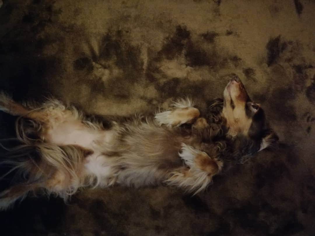 ななこさんのインスタグラム写真 - (ななこInstagram)「暗がりに潜む茶色い影👻 ※ ※ #犬 #愛犬 #ダックス #カニンヘン　 #dog #dachshund #dogstagram  #doxie #instadog #instadachshund  #petstagram #dachshundsofinstagram」9月16日 21時15分 - nanaco_dachs