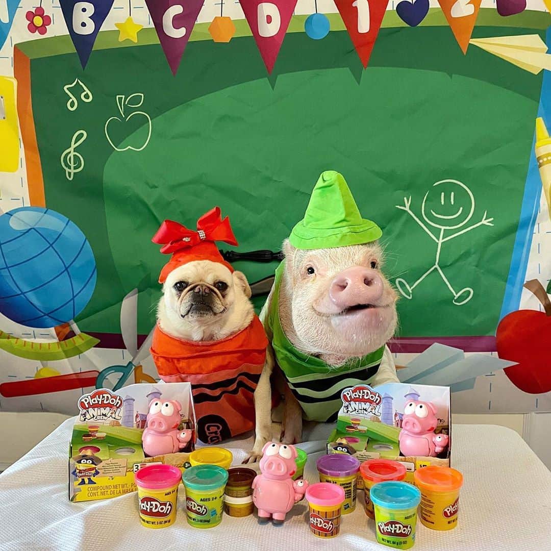 Priscilla and Poppletonさんのインスタグラム写真 - (Priscilla and PoppletonInstagram)「I want to be in preschool. The preschool kids are celebrating #NationalPlayDohDay, and they are making play-doh pigs. I hope they have had the lesson on sharing already!🐷💚🖍#notsponsored #playdoh #Pigtailthepug #PiggyPenn #PrissyandPop」9月16日 21時16分 - prissy_pig