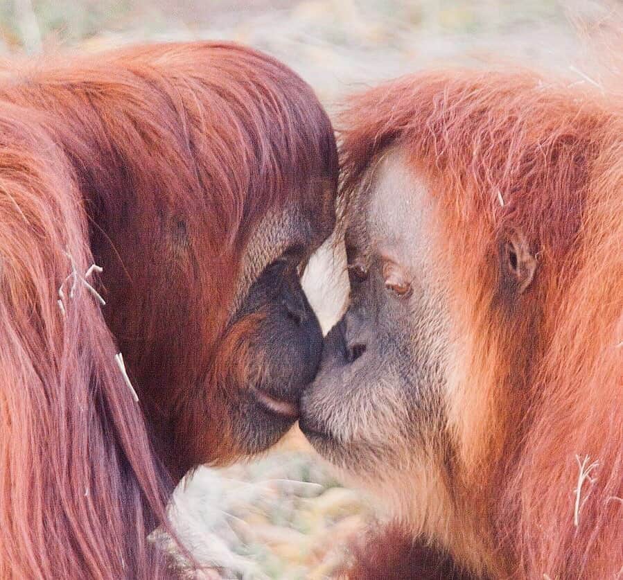 OFI Australiaさんのインスタグラム写真 - (OFI AustraliaInstagram)「The best of friends.  Photo by Graham Dixon.  _____________________________________ 🦧 OFIA Founder: Kobe Steele kobe@ofiaustralia.com  OFIA Patron: Dr Birute Galdikas @drbirute @orangutanfoundationintl @orangutan.canada www.orangutanfoundation.org.au 🦧 🧡 🦧 #orangutan #orphan #rescue #rehabilitate #release #BornToBeWild #Borneo #Indonesia #CampLeakey #orangutans #savetheorangutans #sayNOtopalmoil #palmoil #deforestation #destruction #rainforest #environment #nature #instanature #endangeredspecies #criticallyendangered #wildlife #orangutanfoundationintl #ofi #drbirute #ofiaustralia #FosterAnOrangutanToday」9月16日 21時17分 - ofi_australia