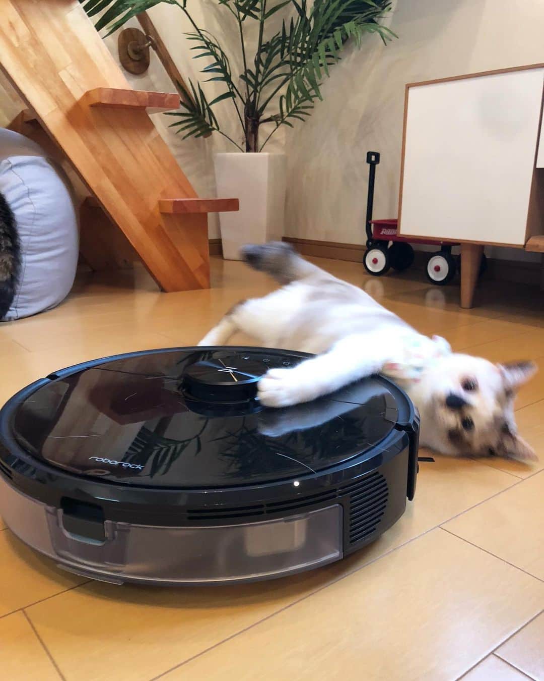 maimocotoさんのインスタグラム写真 - (maimocotoInstagram)「我が家に @roborock.japan の 最先端のロボット掃除機を導入したよ🏠  これ、掃き掃除機能プラス水拭きも出来て床がピカピカになるのはもちろんのこと、前面にカメラがついていて、留守中もこの掃除機をスマホで操作すれば猫達の様子が見られちゃうの！私の声も聞こえるからコトとチコは寄ってくるよ💨 今までは固定の監視カメラを使っていたけど、これなら外からでも猫たち追いかけてストーキングできちゃう❤︎笑  音も静かだから掃除機嫌いなコトも逃げなかったよ💨 しかし、最近の掃除機は頭が良いわね〜。びっくりしちゃうわ！ ＊ ＊  9/30まで発売記念セールをしているみたいなので、AmazonやYahoo!ショッピング、楽天などで﻿チェックしてみてください🙇‍♀️ ＊ ＊  #roborock #ロボロック #ロボロックのある生活 #roborockpr #モコとコトとチコ」9月16日 21時28分 - maihimemoco