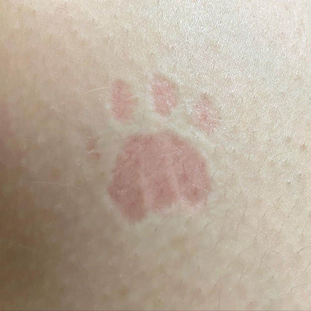 のインスタグラム：「You're mine⠀ ⠀ 🎥@100kaaare⠀ ⠀ #meowed #100kaaare #🐾 #birthmark #paws」