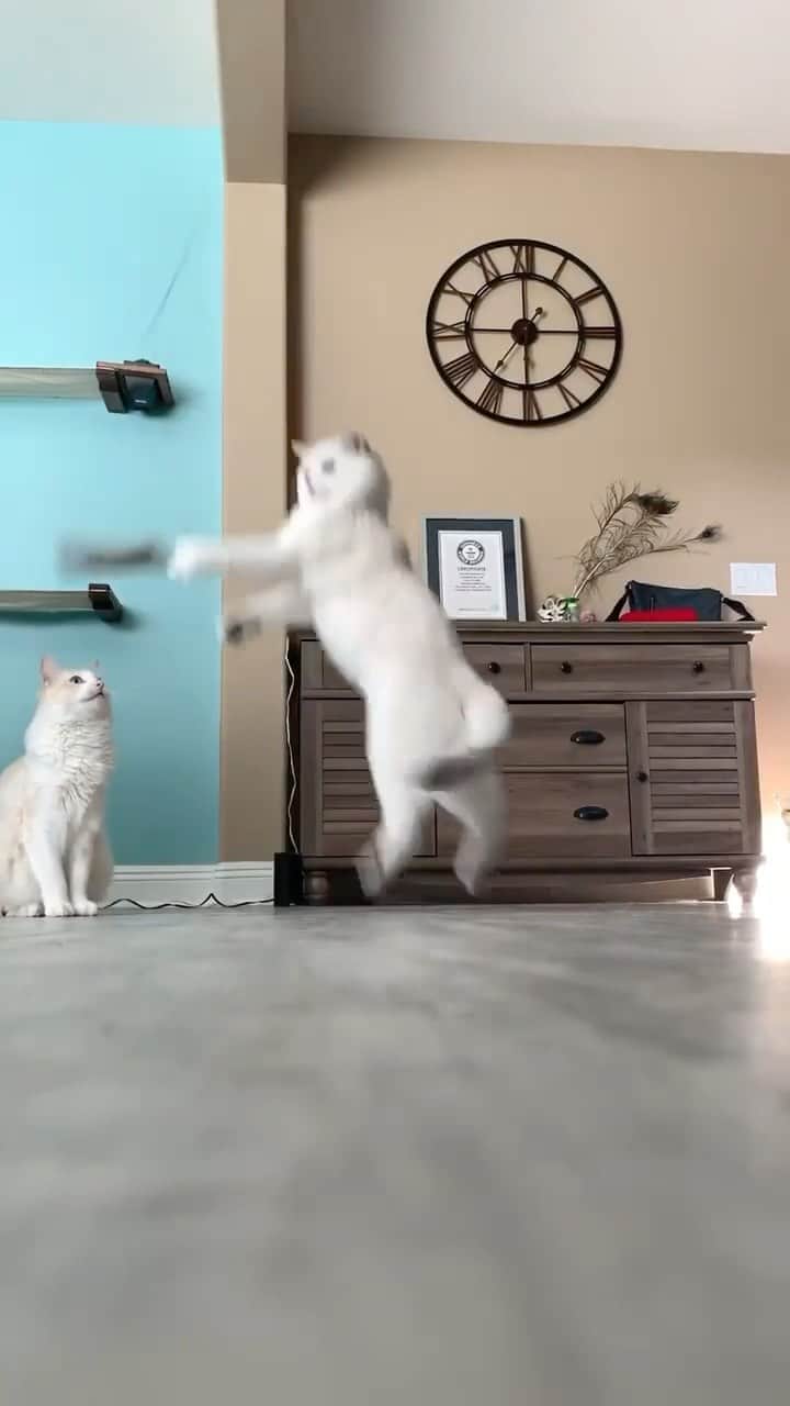 Cats of Instagramのインスタグラム