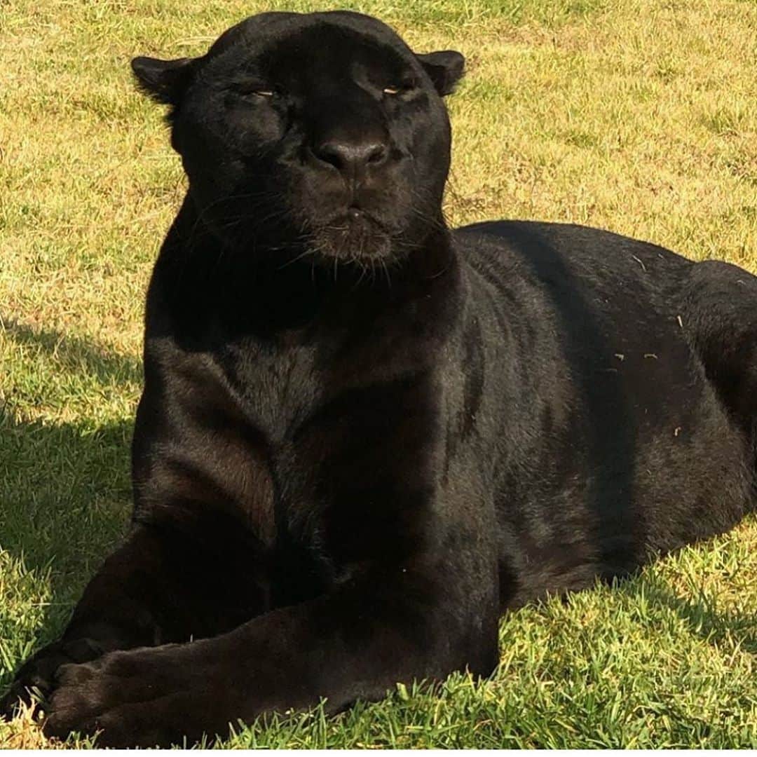 Black Jaguar-White Tiger さんのインスタグラム写真 - (Black Jaguar-White Tiger Instagram)「This is MESHICO: Gorgeous. Proud. Magical. Strong. Mystical. Lovely. Deadly. MESHICO. MESHICO. MESHICO.  #IndependenceDay」9月16日 22時52分 - blackjaguarwhitetiger