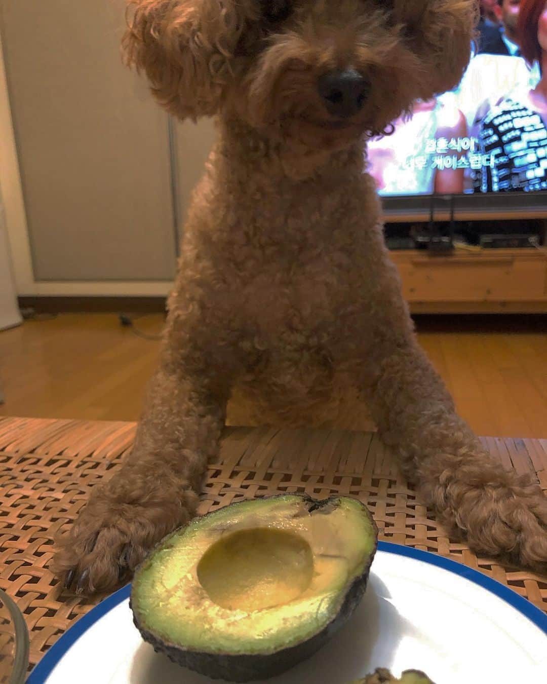 ミナ さんのインスタグラム写真 - (ミナ Instagram)「🥑🐻🥑」9月16日 23時01分 - bbang_93