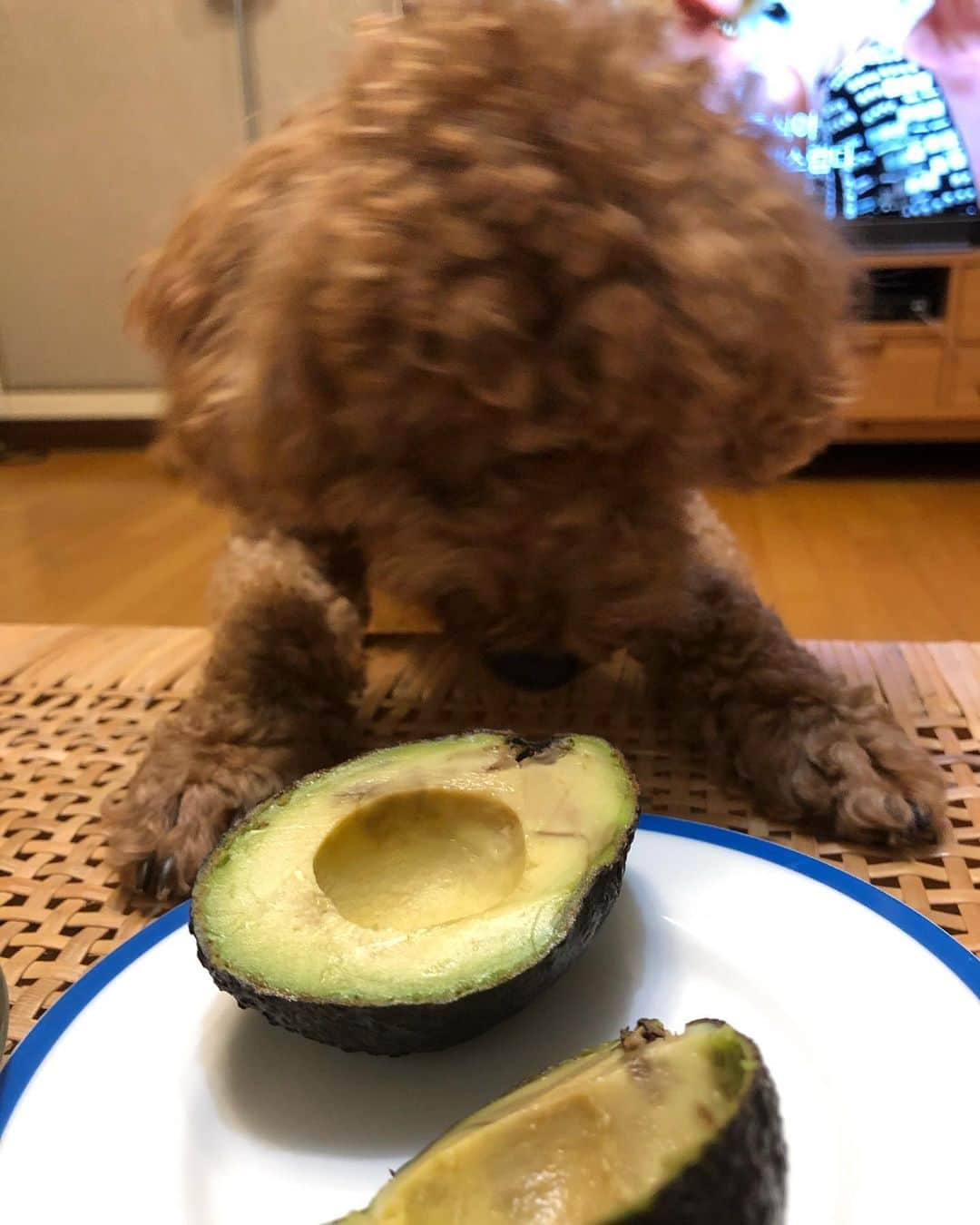 ミナ さんのインスタグラム写真 - (ミナ Instagram)「🥑🐻🥑」9月16日 23時01分 - bbang_93