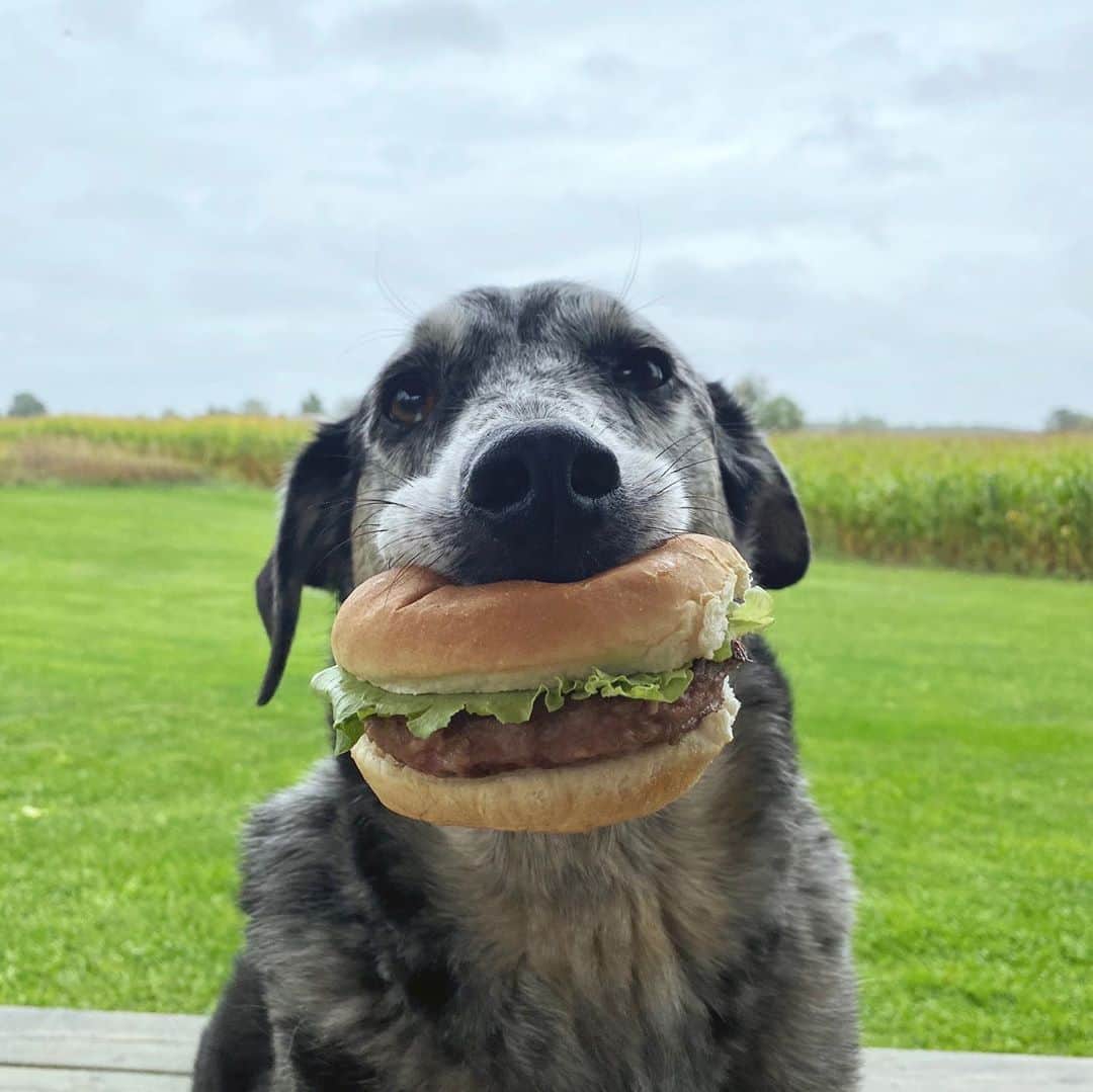 Emily McCrackenさんのインスタグラム写真 - (Emily McCrackenInstagram)「#willGeorgehold a burger? 🍔  Either way, he’s always the best boy.」9月16日 23時02分 - muttadventures
