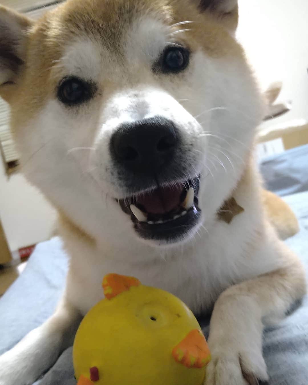 柴犬⭐️サスケのインスタグラム：「おはわん #柴犬#赤柴#犬ら部 #ふわもこ部#わんだフォ #pecoいぬ部 #shibasnap #shibastagram #shibagram #🐶📷 #🐶#茶助#北海道#柴北会」