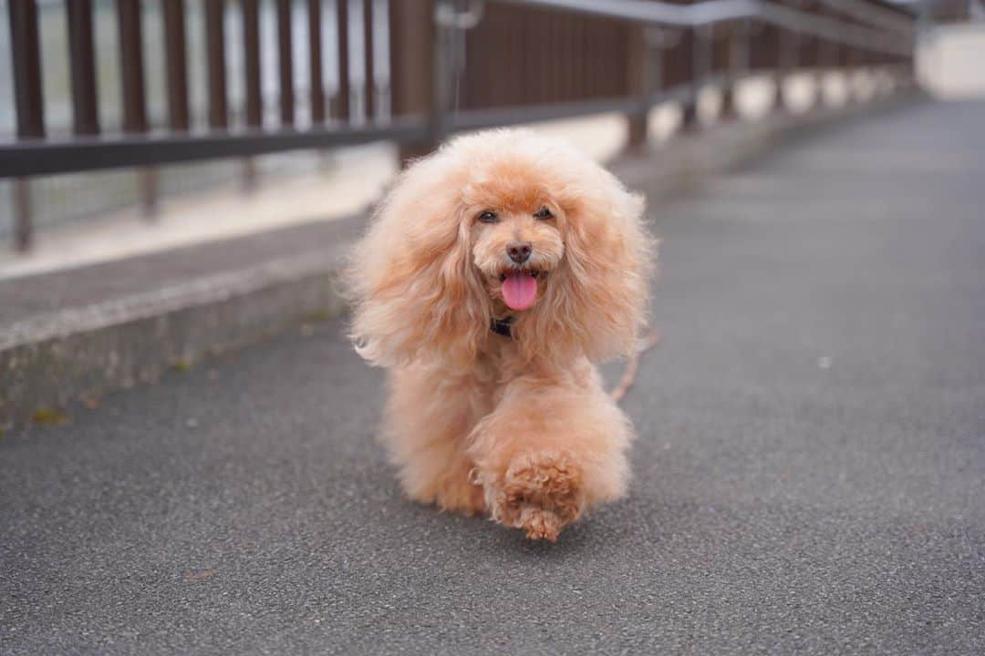 Toypoodle Mikuru?Asakusa Tokyoのインスタグラム