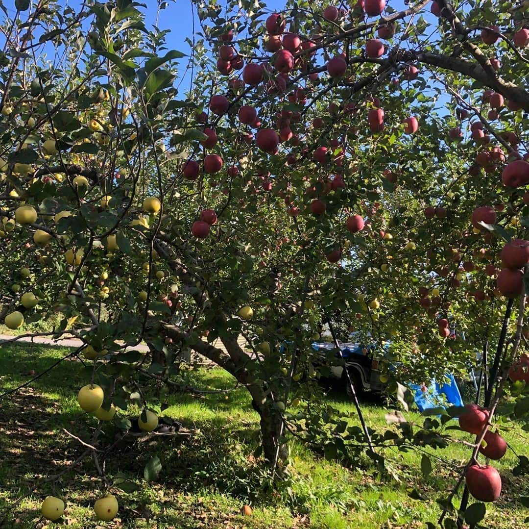 小野真弓さんのインスタグラム写真 - (小野真弓Instagram)「まもなくりんごの季節(*´꒳`*)🍎 丁度一年前に撮影した映画🎬 『実りゆく』が、まもなく公開です(o^^o) 🍎10月2日、長野先行、 🍎10月9日、全国公開です。 長野県の松川町で撮影しました^ ^ 澄んだ空気と、たわわに実った林檎、優しい長野の方々の、景色が忘れられません☺️ 本当に素敵なところでした⛰✨ そんな豊かな土地で育った青春映画、 映画館で是非ご覧頂きたいです🍎^ ^ 写真は、、主人公の実の小学生時代を演じた、 #岩田龍門　くんと母子で📸✨ #映画#実りゆく#八木順一朗監督#長野県#松川町#マルス松尾農園 さん#りんご#シードル#りんごジュース#濃厚フレッシュ#実りの秋」9月17日 8時29分 - hanaharuaroi