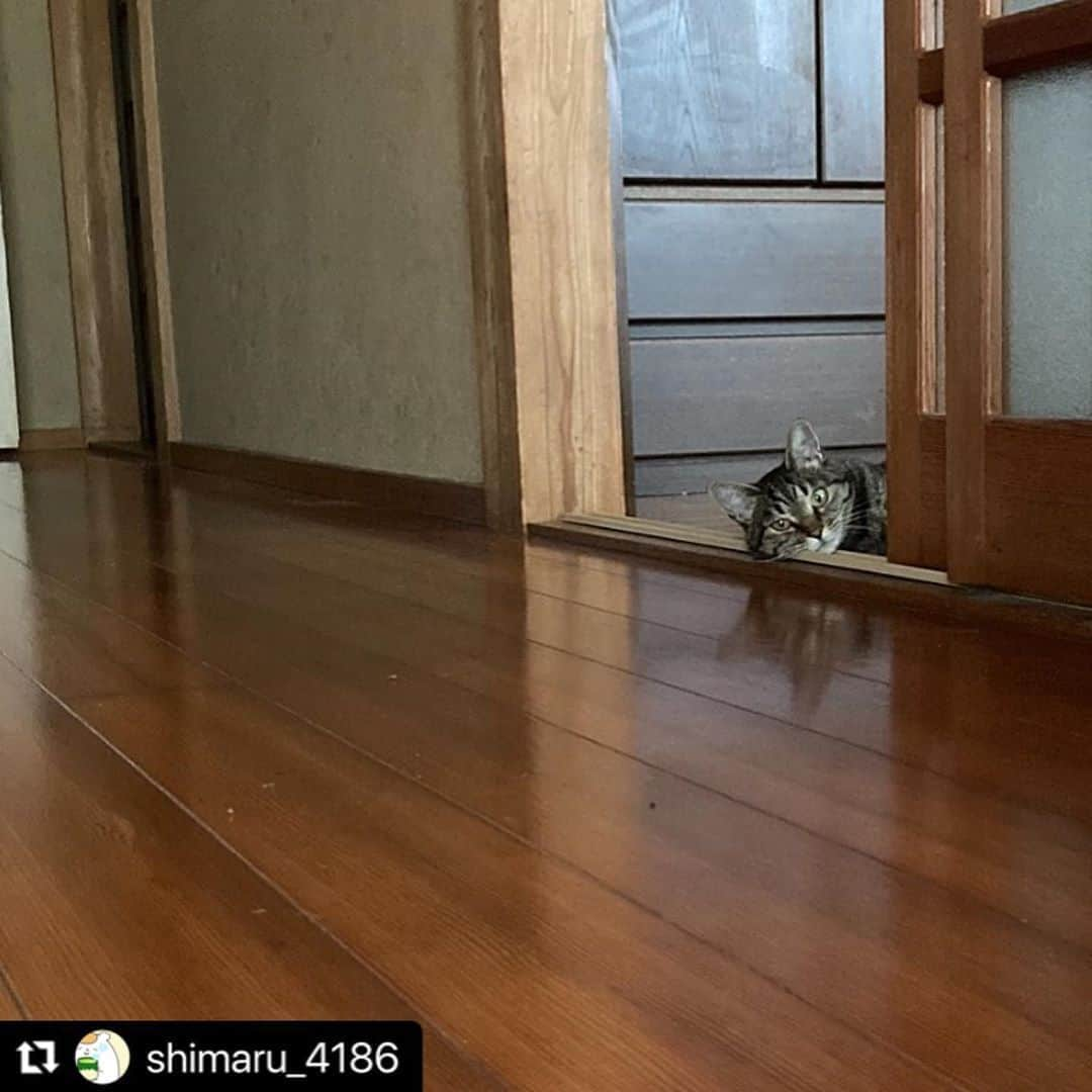 ねこのインスタグラム