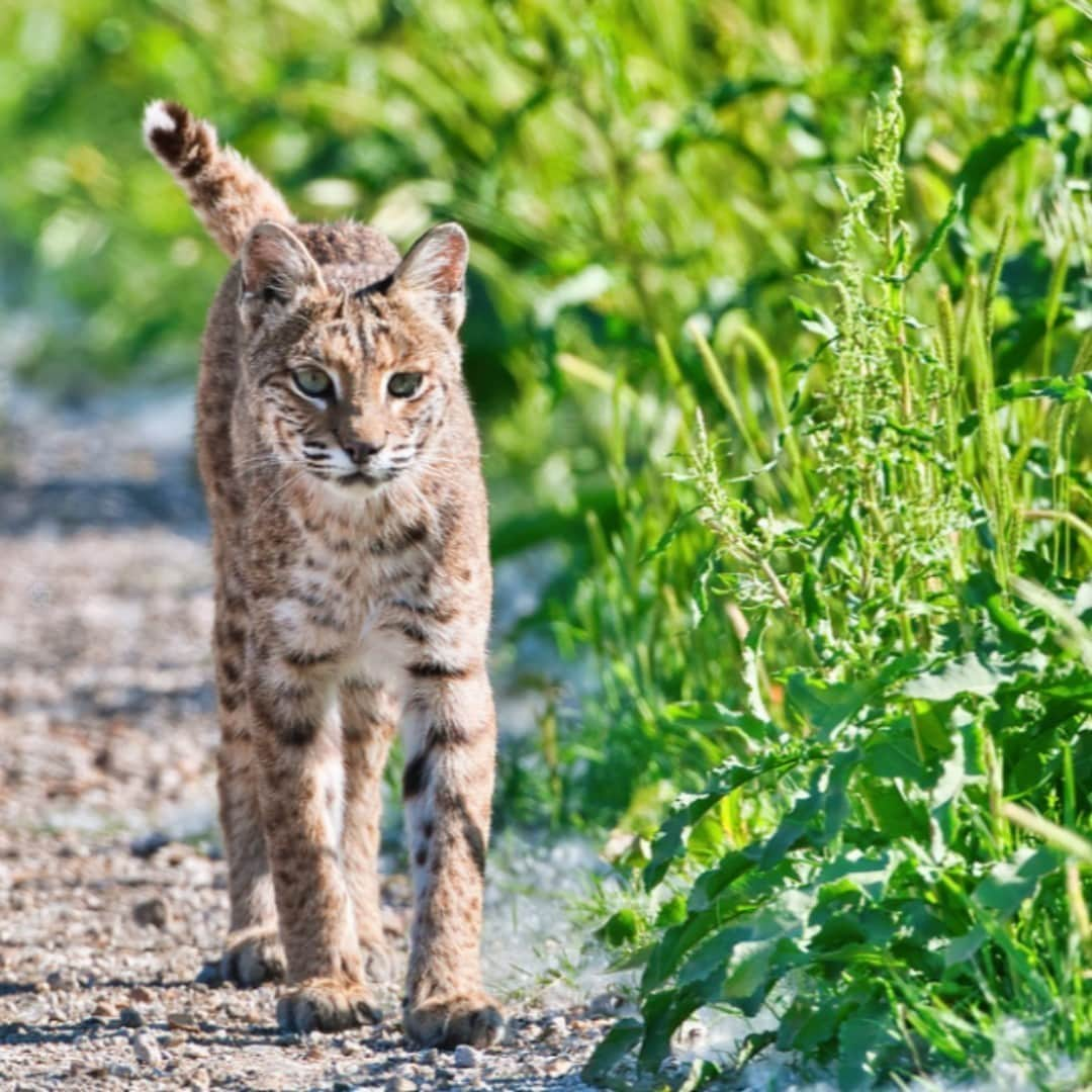 アメリカ内務省さんのインスタグラム写真 - (アメリカ内務省Instagram)「To us, you are purrfect.  Solitary and fierce hunters, a bobcat tracks prey right along the auto tour road at Sequoyah National Wildlife Refuge in #Oklahoma without noticing much else. Bobcats are spotted across the country, inhabiting more of North America than any other wild cat. They are adaptive and resourceful, with excellent hunting skills that draw them toward edge habitat. Photographer Steve Creek shares, "the #bobcat was a long way from me and it surprised me by walking toward me. I kept photographing as it walked past me without paying me any attention." Observing #wildlife quietly from your vehicle gives you a glimpse into their world and can work as an excellent blind. During times when animals are most active, dawn and dusk, be sure to slow down; you'll see a lot more. Photo courtesy of Steve Creek (@stevecreek). #usinterior #nationalwildliferefuge」9月17日 9時05分 - usinterior