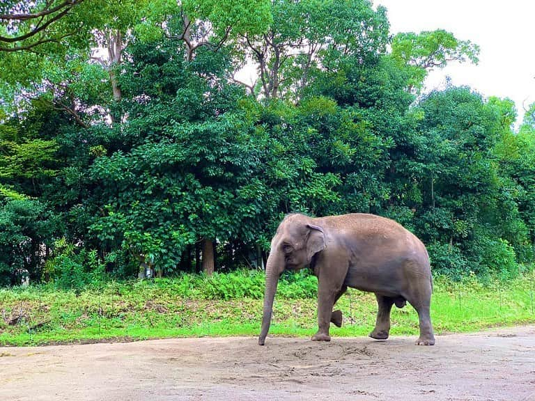 中村愛さんのインスタグラム写真 - (中村愛Instagram)「🐘♡ ・ ・ ・ 昨日は初めて #ズーラシア に行きましたよ🦒 #よこはま動物園ズーラシア   広いし安いしおすすめと聞いて😗✨ ちょうど涼しかったので良かったあ☁️ 久々の動物園に🦁興奮🐼しました^ ^ #夏なのか秋なのか  #服装に困る」9月17日 9時23分 - nakamuramura_ai