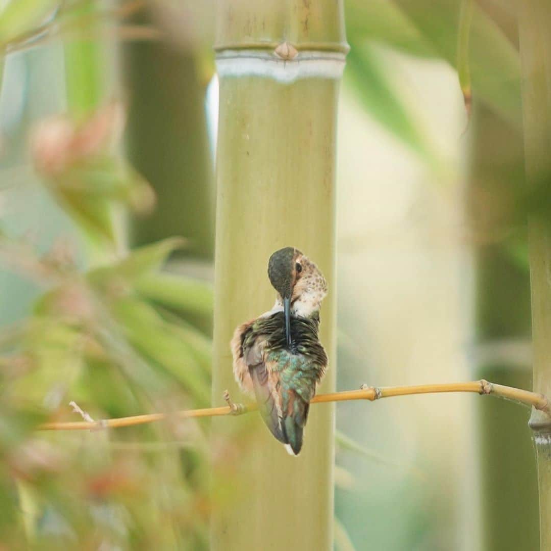 ジェームス・ジーンさんのインスタグラム写真 - (ジェームス・ジーンInstagram)「✨🙏✨Thank you all for the Kindling III release. Here are a couple of hummingbirds that came to rest in my backyard yesterday.」9月17日 1時05分 - jamesjeanart