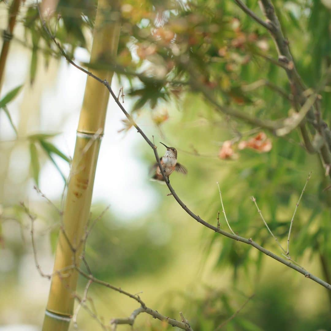 ジェームス・ジーンさんのインスタグラム写真 - (ジェームス・ジーンInstagram)「✨🙏✨Thank you all for the Kindling III release. Here are a couple of hummingbirds that came to rest in my backyard yesterday.」9月17日 1時05分 - jamesjeanart