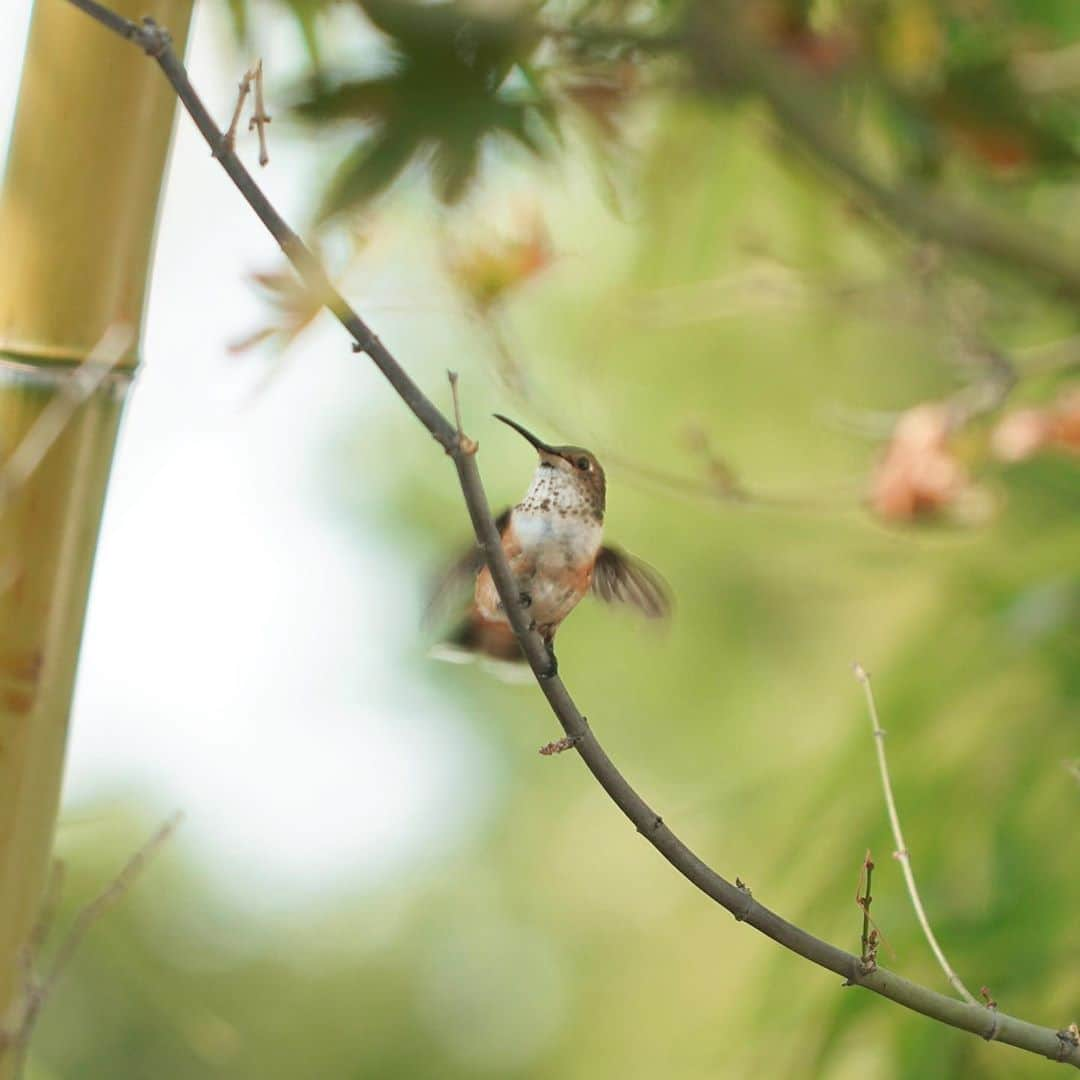 ジェームス・ジーンさんのインスタグラム写真 - (ジェームス・ジーンInstagram)「✨🙏✨Thank you all for the Kindling III release. Here are a couple of hummingbirds that came to rest in my backyard yesterday.」9月17日 1時05分 - jamesjeanart