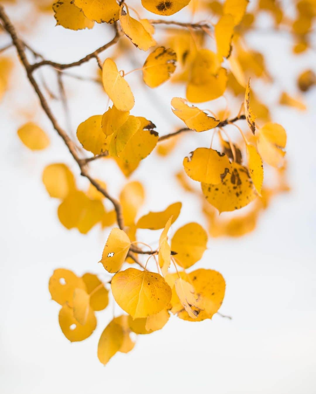 National Geographic Travelさんのインスタグラム写真 - (National Geographic TravelInstagram)「Photos by @taylorglenn  Autumn hues embrace aspen trees at Antelope Flats in Grand Teton National Park. These gorgeous deciduous trees often propagate through a shared root system forming a large clonal grove. In other words, they are often all the same tree. There is nothing quite like seeing them in full fall colors in the mountain landscape.  Follow @taylorglenn for more from Grand Teton National Park and beyond. #Wyoming #grandtetonnationalpark」9月17日 1時07分 - natgeotravel