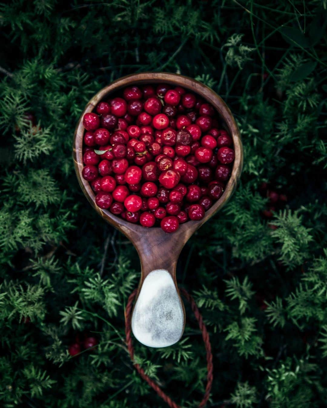 マリアのインスタグラム：「I walked in the forest and found a treasure ❤️😍❤️ I love our tart Nordic lingonberries, they can perfectly balance a bowl of sweet vanilla yoghurt and lingonberry jam is perfect with any Sunday steak! Who’s with me? Yay or nay? What’s your favorite autumn berry fruit or veggie?」