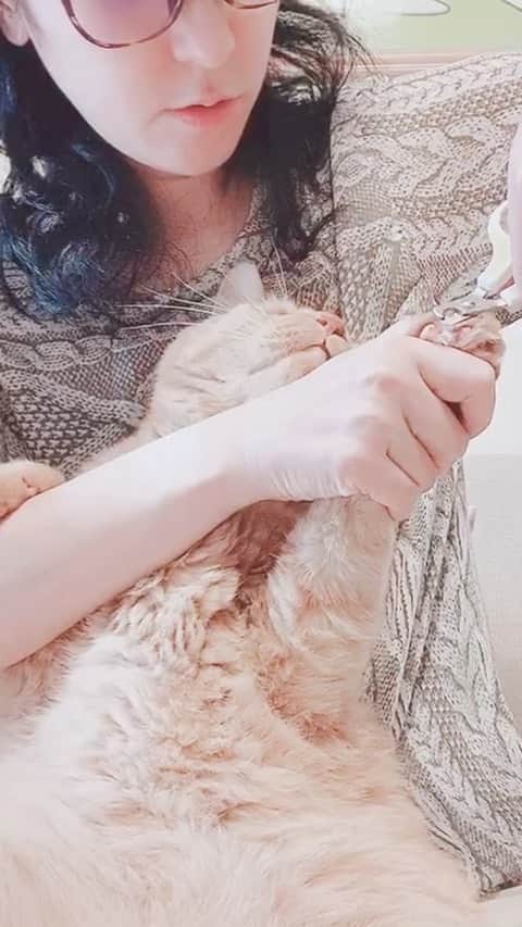 森永理科のインスタグラム：「爪を切ろうと言うと手を差し出すとらやんが可愛い。」