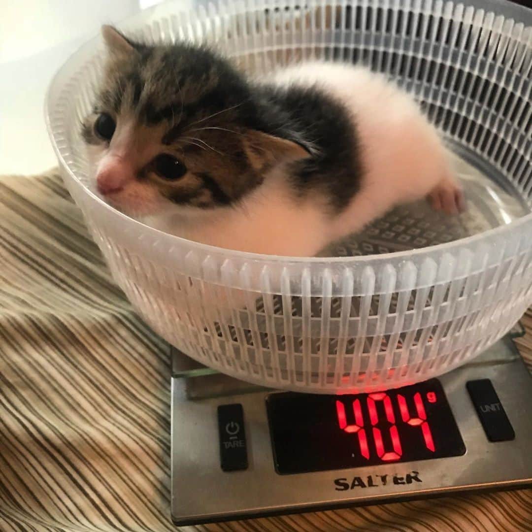 のインスタグラム：「Smol⠀ ⠀ 📷@theyonkers5⠀ ⠀ #meowed #theyonkers5 #kitten #small #SMOL」