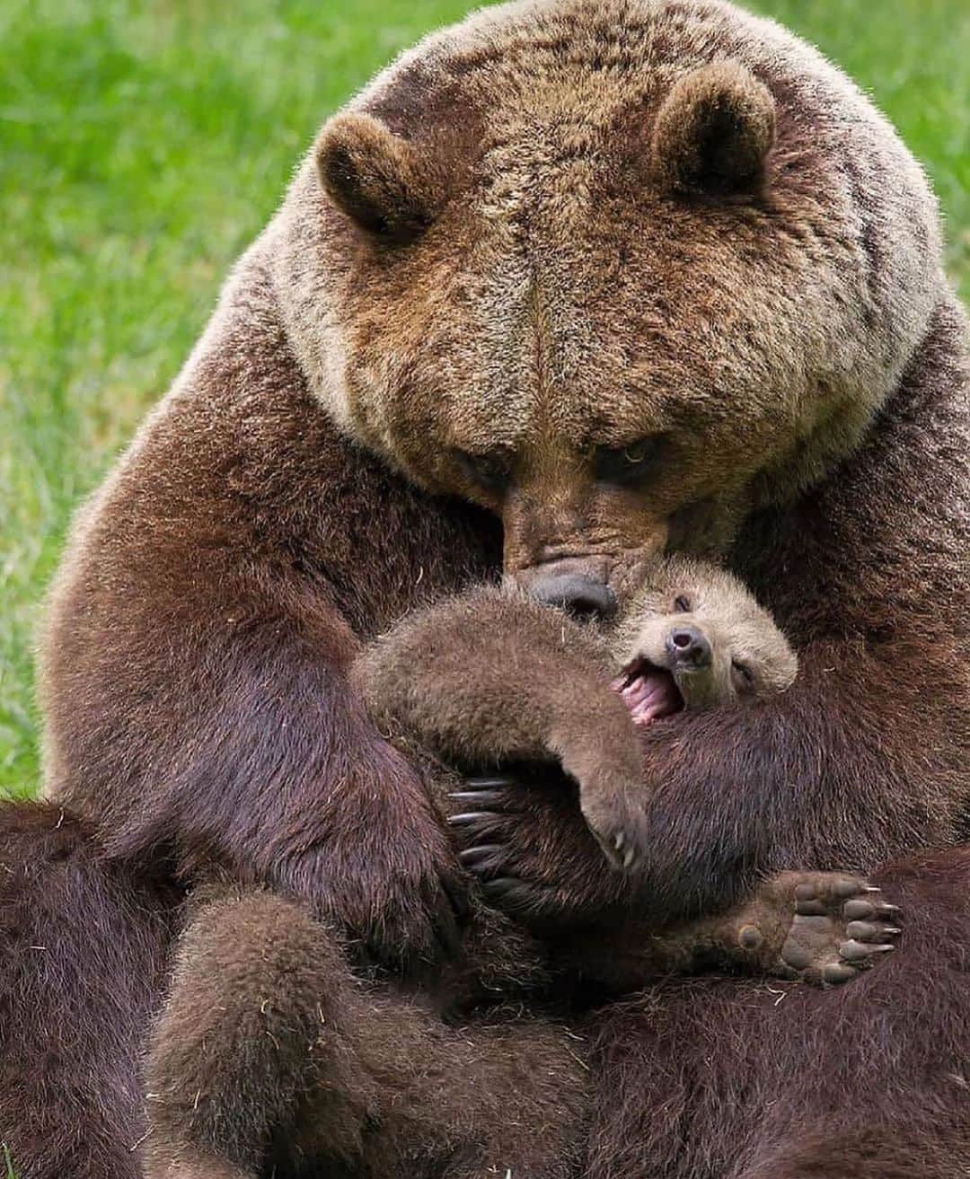 animalsさんのインスタグラム写真 - (animalsInstagram)「Mama with her cub 🐻 Photo by @aslan_unsal_photography  How cute is this? 🤎」9月17日 3時25分 - babyanmlpics