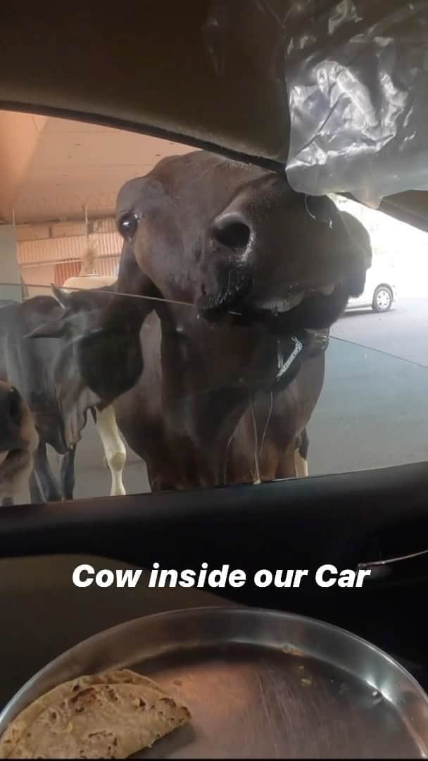Gaurav Tanejaのインスタグラム：「Went out to give some food to the crows and Gau」