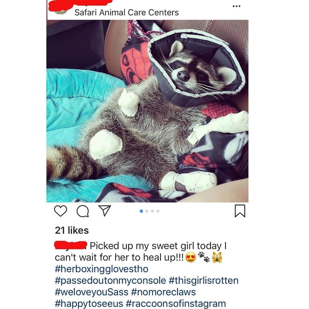 City the Kittyのインスタグラム：「We are sad to say that Dr Steven Dale Garner at Safari Animal Care Centers is still performing 2 paw and 4 paw laser declaws on raccoons and cats. 😿😿😿😿😿🐾  An employee at this clinic was asked if laser is better and they said yes, they don't have to remove the whole toe and it is more precise. #WTF 🐾 Please join us and help us end this torture and cruelty that is being done to innocent animals. www.citythekitty.org ❤️😿 You can find our 2018 story about this veterinary center and raccoon declawing by googling “ City the kitty raccoon.” 😿😿😿😿 Always take the high road, be polite, and educate. #SafariAnimalCareCenters #Texas #LeagueCity #Veterinarians #raccoon #StopDeclawing #raccoons #cats #Declawing is #AnimalCruelty  #1stAmendment」
