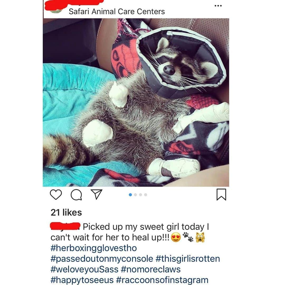 City the Kittyさんのインスタグラム写真 - (City the KittyInstagram)「We are sad to say that Dr Steven Dale Garner at Safari Animal Care Centers is still performing 2 paw and 4 paw laser declaws on raccoons and cats. 😿😿😿😿😿🐾  An employee at this clinic was asked if laser is better and they said yes, they don't have to remove the whole toe and it is more precise. #WTF 🐾 Please join us and help us end this torture and cruelty that is being done to innocent animals. www.citythekitty.org ❤️😿 You can find our 2018 story about this veterinary center and raccoon declawing by googling “ City the kitty raccoon.” 😿😿😿😿 Always take the high road, be polite, and educate. #SafariAnimalCareCenters #Texas #LeagueCity #Veterinarians #raccoon #StopDeclawing #raccoons #cats #Declawing is #AnimalCruelty  #1stAmendment」9月17日 4時20分 - citythekitty