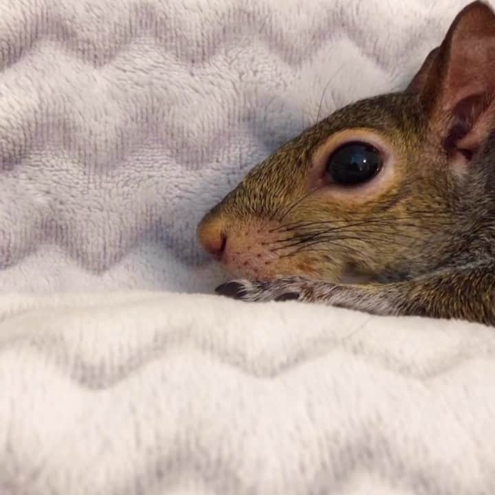 Jillのインスタグラム：「l o n g⁣ ⁣ ⁣ ⁣ 🎵 Sunset Lover / Petit Biscuit⁣ ⁣ ⁣ ⁣ ⁣ #petsquirrel #squirrel #squirrels #squirrellove #squirrellife #squirrelsofig #squirrelsofinstagram #easterngreysquirrel #easterngraysquirrel #ilovesquirrels #petsofinstagram #jillthesquirrel #thisgirlisasquirrel」