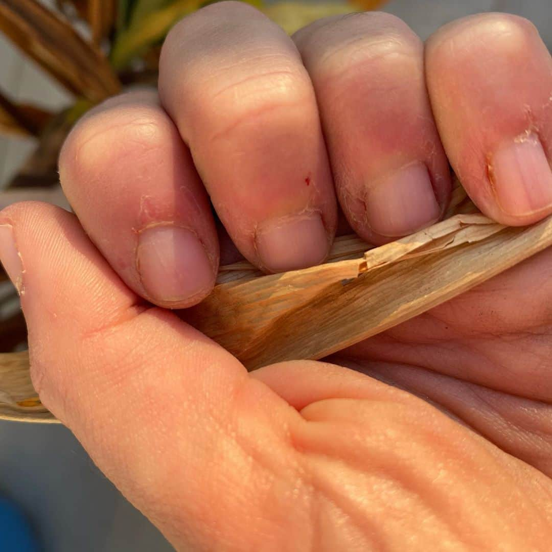 ミランダ・シングスさんのインスタグラム写真 - (ミランダ・シングスInstagram)「found a dead plant today see? comment ur favrite dead plant.」9月17日 4時35分 - mirandasingsofficial