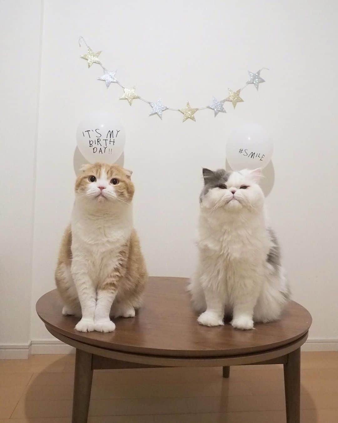chiitarou_97のインスタグラム：「. 🎂🐱🐱🎉 昨日、ちぃ太郎となゆ太の 真ん中バースデーをしました。 . ちぃ太郎は9月7日で5歳になり、 なゆ太は9月23日で4歳になります。 . 記念撮影の表情もなんだか大人っぽくなったような💭 これからも元気いっぱい楽しく過ごせますように☺️ . .」