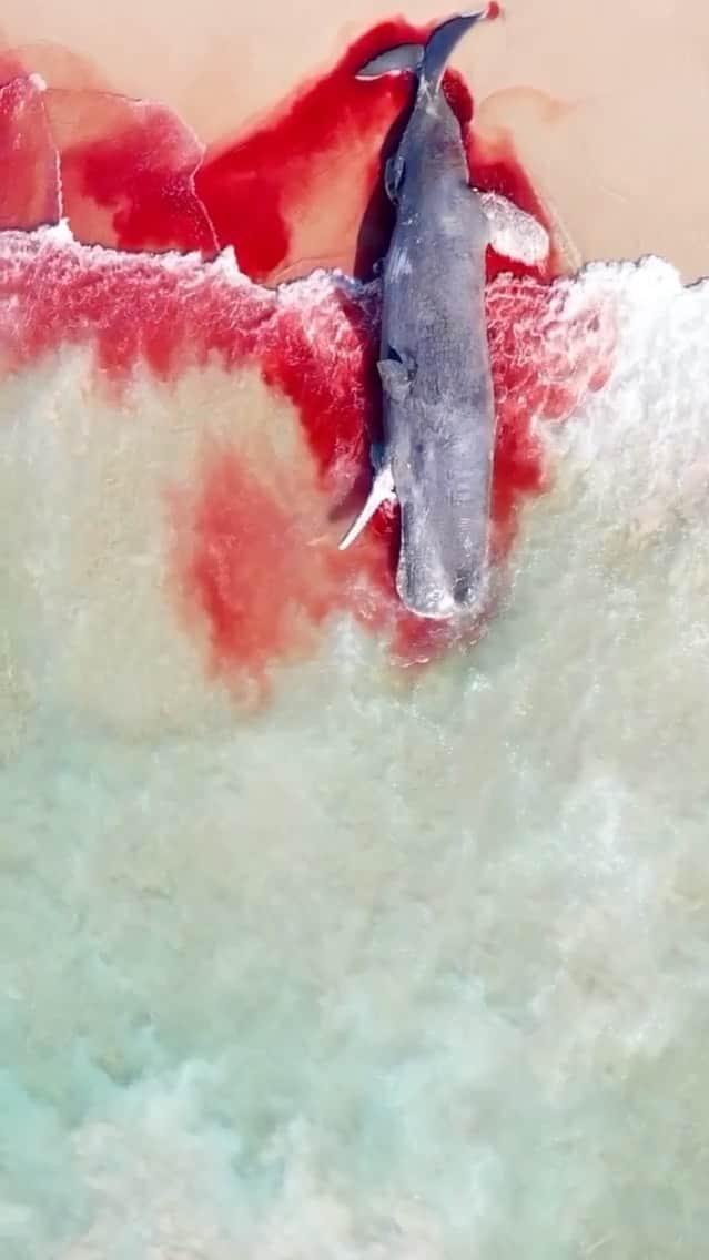 WildLifeのインスタグラム：「I followed these stunning sharks for ages, watching them move in precision following oil coming from the dead whale. Australia is full of wild animals and despite this the only thing most people share with them is proximity. Knowledge, respect and information on dangerous marine life needs to become part of our curriculum in schools and general knowledge for adults. People were surfing near this whale with little concept of the danger and our reaction to shark attacks leads to shark deaths. Ineffective cull and in discriminatory nets plague our wildlife because of our fear. No one is reporting on this whale as a warning for surfers. Download everything you need to know about sharks before surfing with them here. www.surfingguidetosharks.com So lucky to have filmed these amazing creatures descend on this whale. @panamunaproject @projecthiu @wsl @envoy.film」