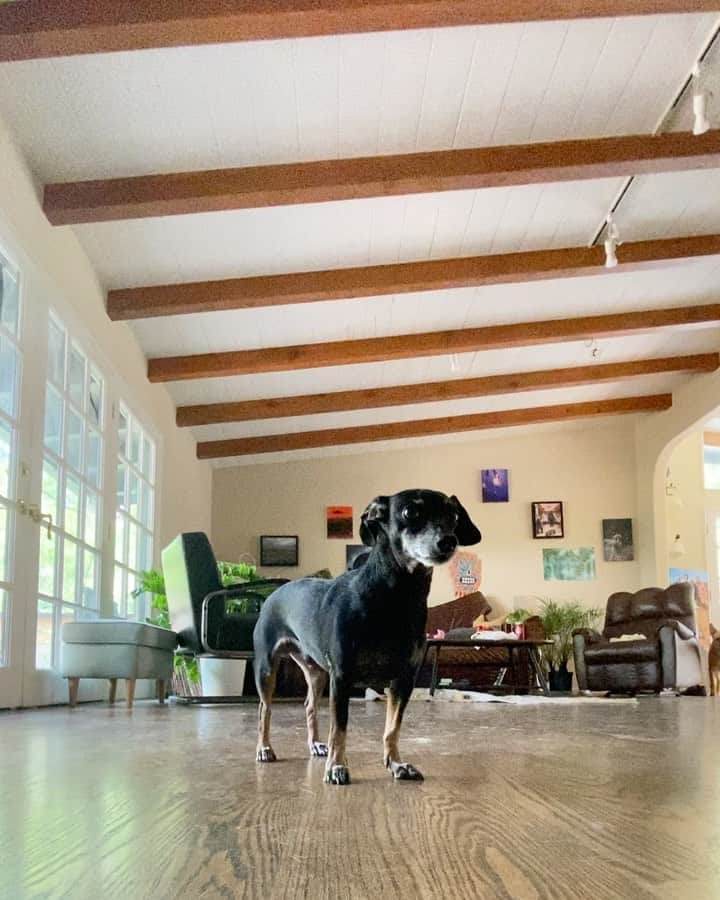 タイラー・ポジーのインスタグラム：「Where my dog lovers at」