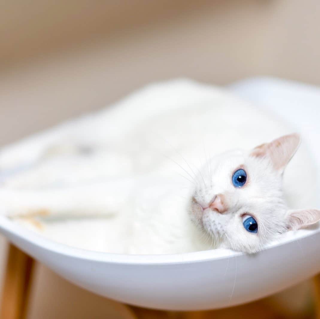 プンクマさんのインスタグラム写真 - (プンクマInstagram)「青彩が寝ていたのでカウンターで食事を摂る。 「ジジイ、アタシのベッド使ったでしょ？」by青彩。 #青彩 #ブルーアイズ #猫 #ねこ #blueeyes #neko #cat #catstagram #catsofinstagram」9月17日 7時51分 - pnkm913