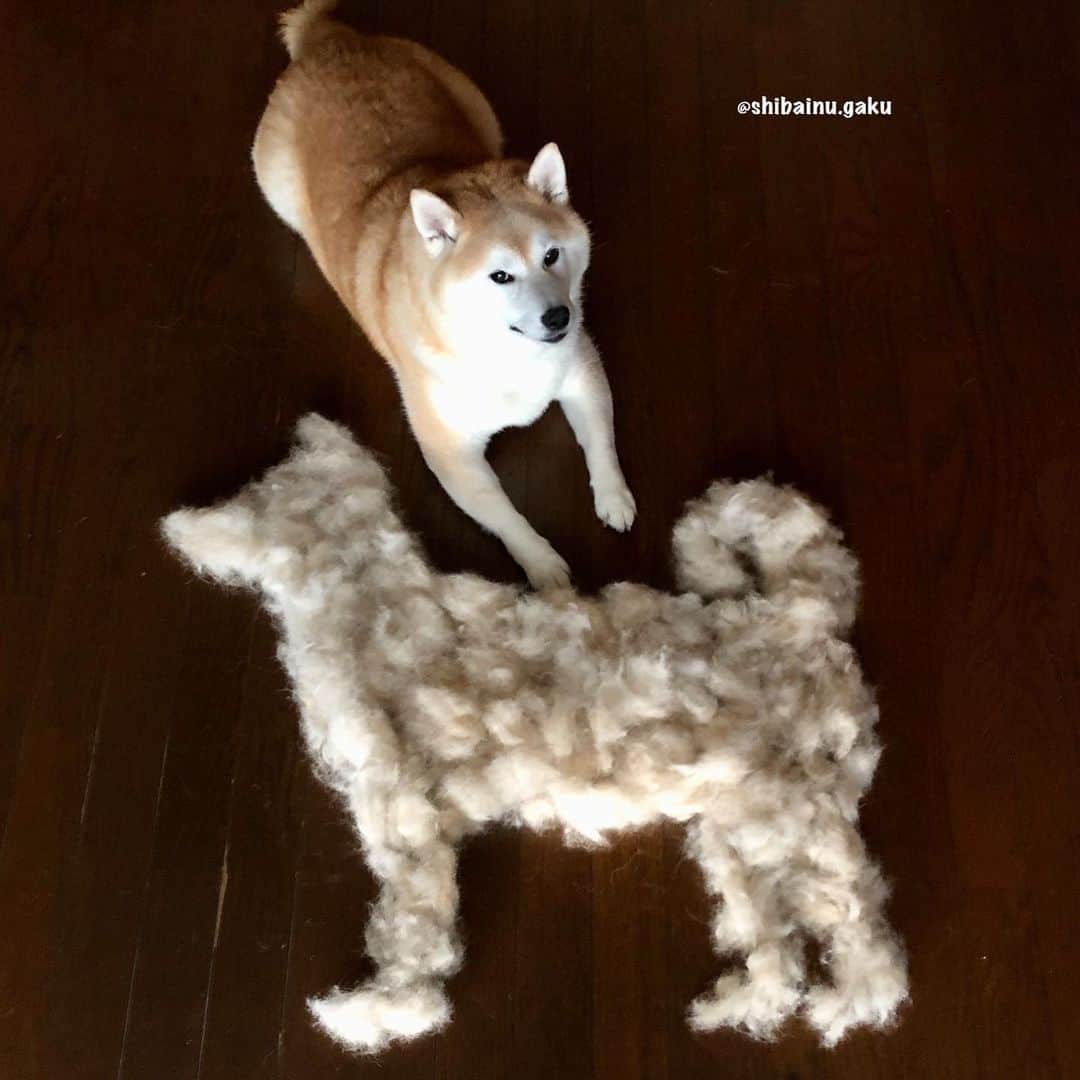 Kazumi-Gakumamaさんのインスタグラム写真 - (Kazumi-GakumamaInstagram)「今回は岳の抜け毛で、立っている柴ちゃんをイメージしてみました🐕 *  やっぱ毛文字よりも難しい〜〜😂 * * *  常に生え替わりをしている上毛のせいで、基本的に年中毛が抜けている状態の柴犬🐕 *  そんな柴犬オーナーのために作られたと言っても過言ではない⁉︎ウワサの掃除機‼︎ *  ペットの毛がほとんどからまず、面倒な掃除機のヘッドのお手入れがラクになったPanasonicのコードレススティック掃除機「パワーコードレス」いよいよ登場しました* ＼(^ω^)／*  *  待ってましたぁ〰️🤩 これで私が長年悩んでいた「毛がらみ問題」もやっと解決しそうだね〰️😆👍 *  ※応募用 🐾----*----*----*----🐾 This time I tried to imagine standing Shiba-chan with Gaku's hair loss 🐕 🐾----*----*----*----🐾 #柴犬 #岳 #柴犬岳 #柴犬ガク#gaku #shibainugaku #shiba #shibainu #shibastagram #いぬすたぐらむ #dogsofinstagram #catoftheday  #pecoいぬ部 #pecotv #ワンフルエンサー  #Hermoso #weeklyfluff #🐕📷 #dailyfluff #ペットの毛がらみ問題 #抜け毛 #抜け毛アート  #Panasonic #パナソニック #もふもふモフモフ #20200917」9月17日 7時55分 - shibainu.gaku