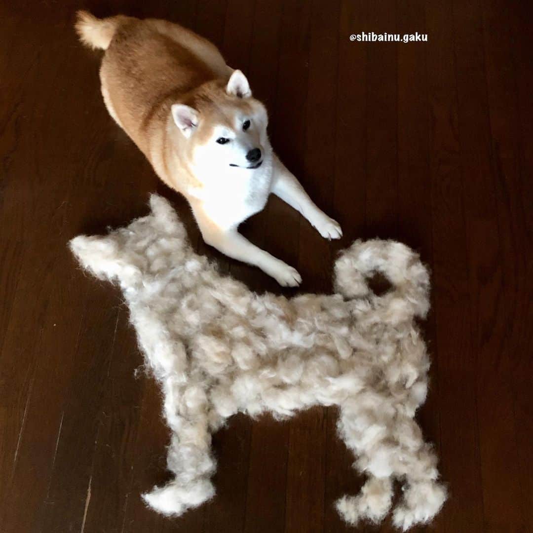 Kazumi-Gakumamaさんのインスタグラム写真 - (Kazumi-GakumamaInstagram)「今回は岳の抜け毛で、立っている柴ちゃんをイメージしてみました🐕 *  やっぱ毛文字よりも難しい〜〜😂 * * *  常に生え替わりをしている上毛のせいで、基本的に年中毛が抜けている状態の柴犬🐕 *  そんな柴犬オーナーのために作られたと言っても過言ではない⁉︎ウワサの掃除機‼︎ *  ペットの毛がほとんどからまず、面倒な掃除機のヘッドのお手入れがラクになったPanasonicのコードレススティック掃除機「パワーコードレス」いよいよ登場しました* ＼(^ω^)／*  *  待ってましたぁ〰️🤩 これで私が長年悩んでいた「毛がらみ問題」もやっと解決しそうだね〰️😆👍 *  ※応募用 🐾----*----*----*----🐾 This time I tried to imagine standing Shiba-chan with Gaku's hair loss 🐕 🐾----*----*----*----🐾 #柴犬 #岳 #柴犬岳 #柴犬ガク#gaku #shibainugaku #shiba #shibainu #shibastagram #いぬすたぐらむ #dogsofinstagram #catoftheday  #pecoいぬ部 #pecotv #ワンフルエンサー  #Hermoso #weeklyfluff #🐕📷 #dailyfluff #ペットの毛がらみ問題 #抜け毛 #抜け毛アート  #Panasonic #パナソニック #もふもふモフモフ #20200917」9月17日 7時55分 - shibainu.gaku