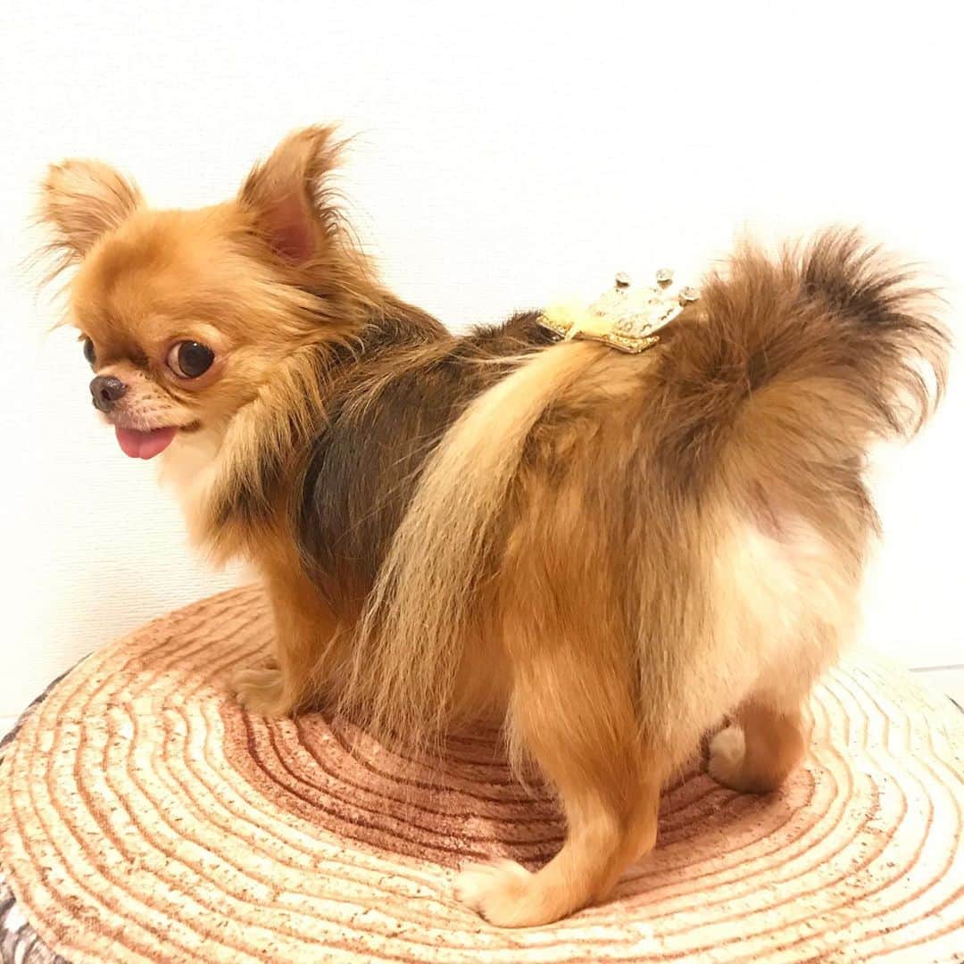 kayoのインスタグラム：「* * * おちりのお毛毛が伸び放題だったので @dogsalon_motto さんで桃尻カットしてもらったよ🍑✨✨ * * これで💩が毛について引きずり回る心配ナシ😂 * * kulio💗 * * #トリミング #桃尻カット * #chihuahua#chihuahualove#dogstgram#dog#instadog#チワワ#チワワ大好き#チワワのいる暮らし * * *」