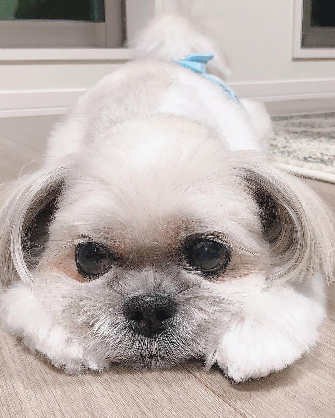 福田多希子さんのインスタグラム写真 - (福田多希子Instagram)「ちゃちゃ丸　月1のトリミング✂️🐶﻿ 美意識高い系男子♡ ﻿ ﻿ #シーズー﻿ #シーズー大好き部﻿ #12歳 #トリミング」9月17日 17時51分 - yomeponta