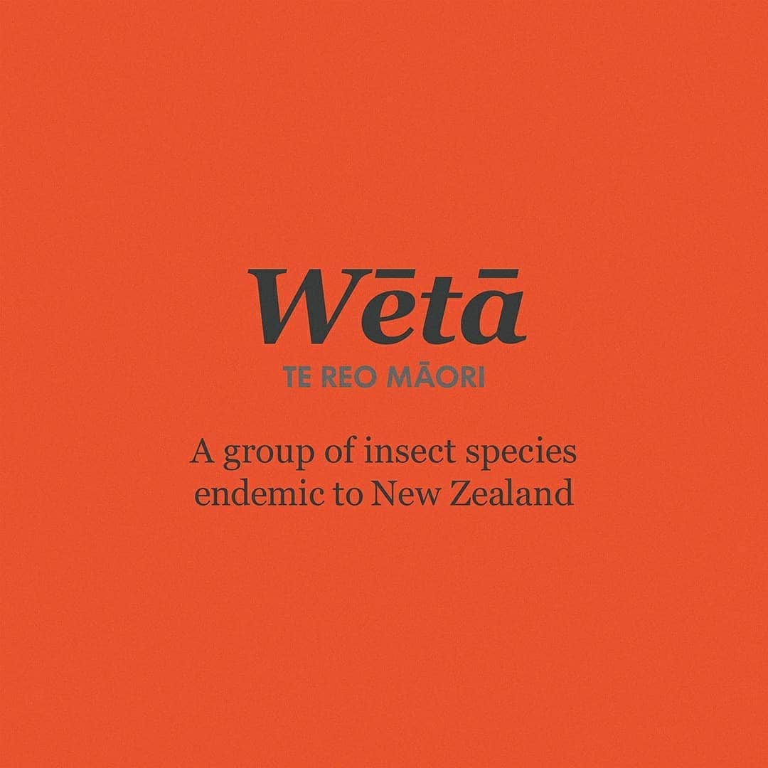 マックパックさんのインスタグラム写真 - (マックパックInstagram)「Fun fact, in Te Reo Māori ‘weta’ means mud and poo, but with macrons Wētā (after which our roll-top bike pack is named after) refers to the insect, which is endemic to New Zealand. You learn something new every day! Swipe to check out the pack 😍🤗 . . If you had the chance, what do you think would make a great product name, inspired by Te Reo Māori? #māorilanguageweek」9月17日 18時00分 - macpac