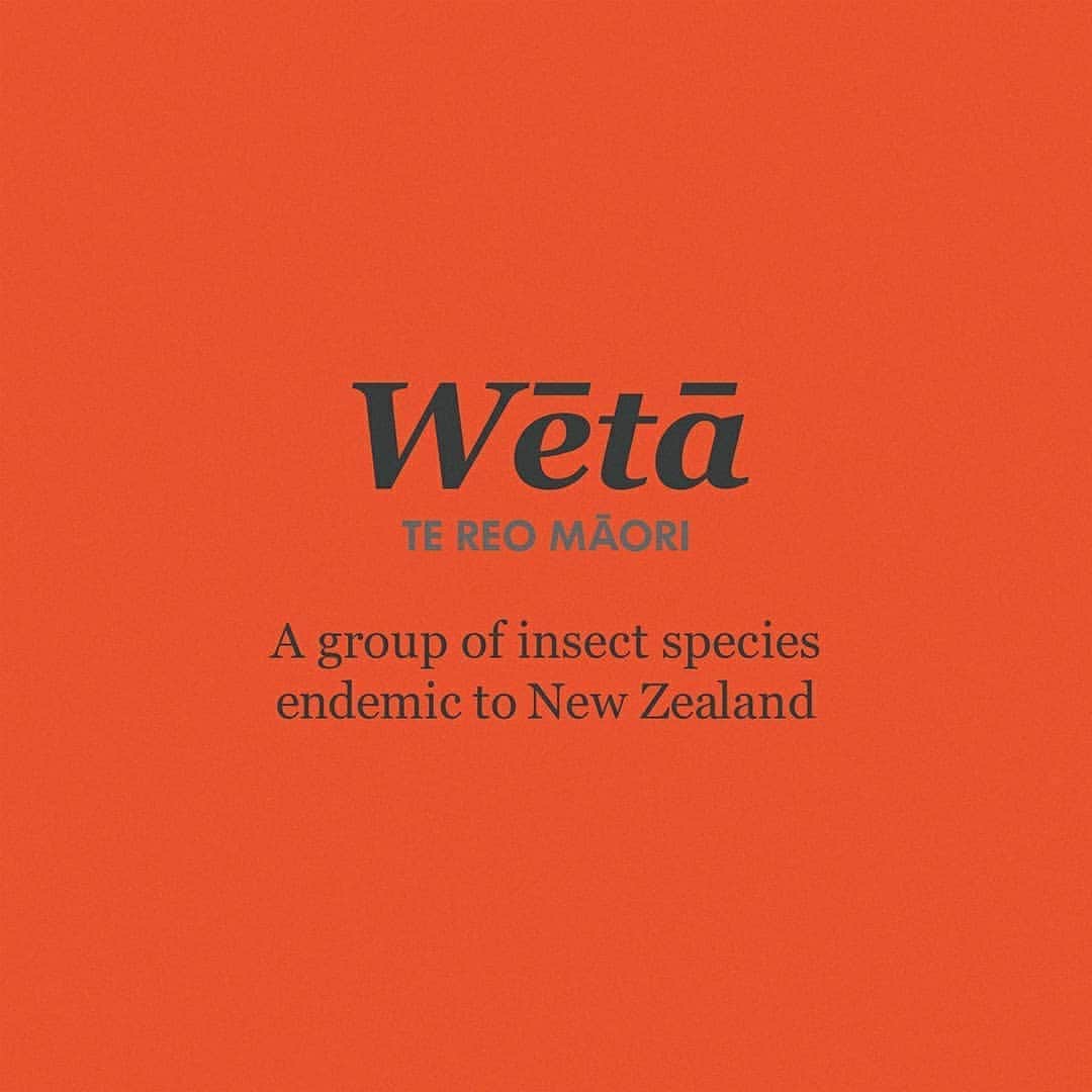 のインスタグラム：「Fun fact, in Te Reo Māori ‘weta’ means mud and poo, but with macrons Wētā (after which our roll-top bike pack is named after) refers to the insect, which is endemic to New Zealand. You learn something new every day! Swipe to check out the pack 😍🤗 . . If you had the chance, what do you think would make a great product name, inspired by Te Reo Māori? #māorilanguageweek」
